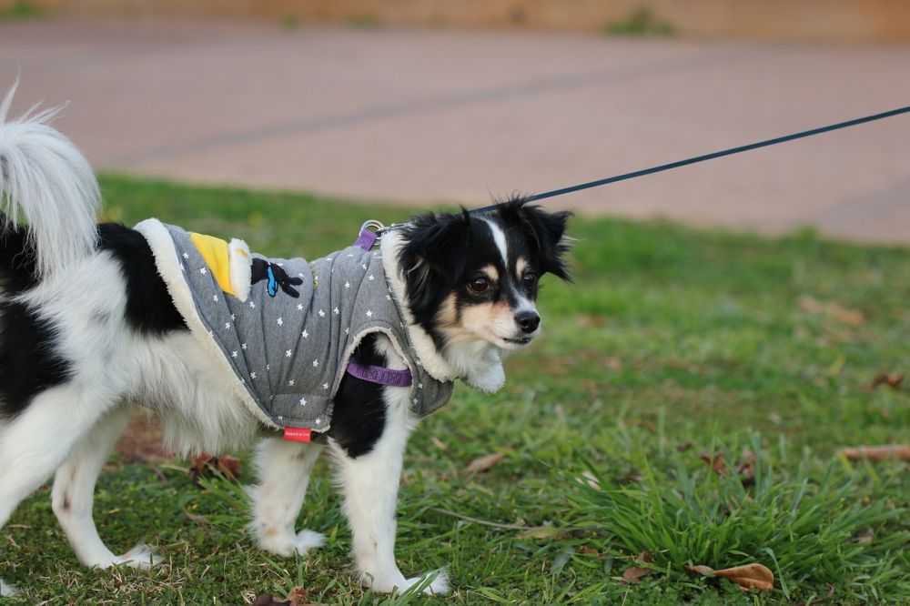 Flexliner til hund: en guide til frihed og kontrol på gåturen